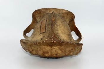 Media type: image;   Mammalogy BOM-9587 Description: Gorilla skull posterior view;